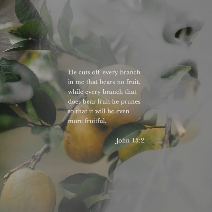 Fall Is Pruning Season (John 15:2) | BibleSocks Weekly Walk blog